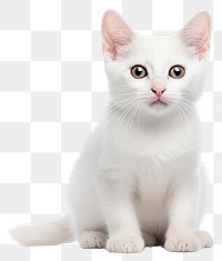 PNG A cute white stray kitten animal mammal pet. AI generated Image by rawpixel.