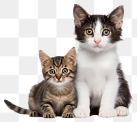 PNG Cute black tabby with a white stray kitten animal mammal pet. AI generated Image by rawpixel.