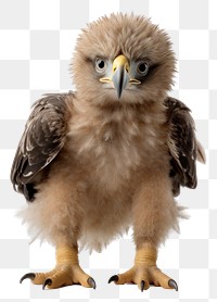 PNG Wildlife portrait perching buzzard. 