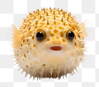 PNG A baby puffer fish animal pomacentridae erinaceidae. AI generated Image by rawpixel.