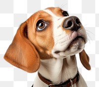 PNG Beagle puppy dog looking animal mammal. AI generated Image by rawpixel.
