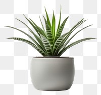 PNG Living room plant pot leaf vase white background. AI generated Image by rawpixel.