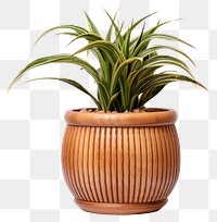 PNG Bromeliaceae terracotta houseplant flowerpot. AI generated Image by rawpixel.