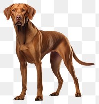 PNG  Dog standing animal mammal. AI generated Image by rawpixel.