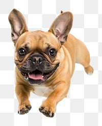 PNG  French Bulldog running bulldog french bulldog animal.