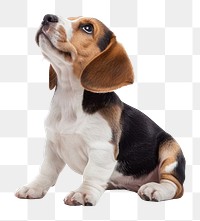 PNG Beagle puppy dog animal