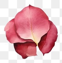 PNG Rose petals blossom flower plant
