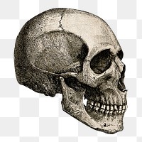 PNG vintage human skull illustration on transparent background. Remixed by rawpixel.