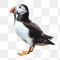 Atlantic puffin png bird sticker, animal photo, transparent background