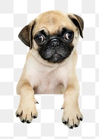 Pug puppy png sticker, pet image on transparent background