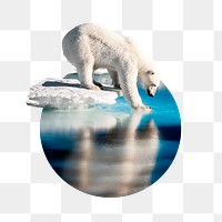 Polar bear png badge sticker, animal circle photo, transparent background