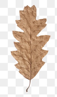 Dry leaf png sticker, transparent background