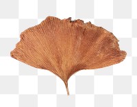 Gingko leaf png sticker, transparent background