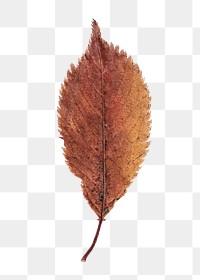 Brown leaf png sticker, transparent background