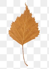 Brown leaf png sticker, transparent background