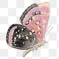 Butterfly png sticker, illustration graphic on transparent background