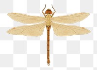 Vintage dragonfly png sticker, aesthetic decoration, transparent background