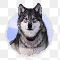 Siberian husky png sticker, dog photo in ripped paper badge, transparent background