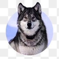 Siberian husky png sticker, dog photo badge, transparent background