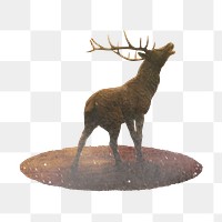 Stag, animal png sticker, animal, transparent background