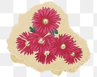 Png Ohara Koson's chrysanthemums sticker, floral vintage illustration on ripped paper, transparent background