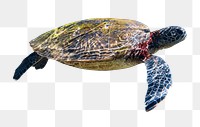 Sea turtle png sticker, transparent background