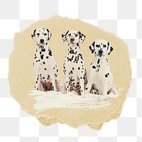 Dalmatian dogs png sticker, ripped paper, transparent background