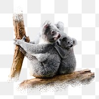 Koala bears png sticker, animal, transparent background