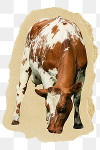 Cow, bull png animal sticker, ripped paper collage element, transparent background