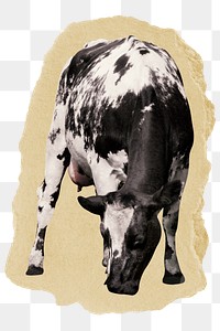 Cow, bull png animal sticker, ripped paper collage element, transparent background