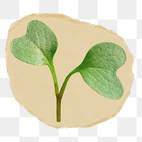 Growing sprout png sticker, ripped paper, transparent background