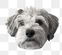 Miniature Schnauzer puppy png sticker, pet animal image, transparent background