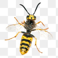 German wasp png sticker, insect cut out, transparent background