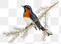 Flycatcher bird png sticker, vintage artwork, transparent background