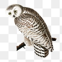 Png owl sticker, vintage illustration, transparent background