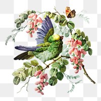 Png bird and nature sticker, botanical vintage illustration, transparent background