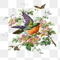 Png bird and nature sticker, botanical vintage illustration, transparent background