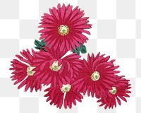 Png chrysanthemums sticker, flower vintage illustration, transparent background