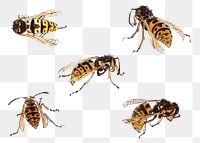 Wasps png sticker, vintage artwork, transparent background