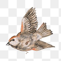 Bird png sticker, vintage artwork, transparent background