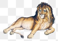 Png lion sticker, wildlife vintage illustration, transparent background