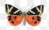 Png butterfly sticker, vintage insect illustration, transparent background