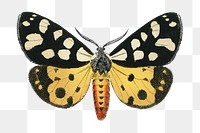 Png butterfly sticker, vintage insect illustration, transparent background