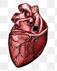 Realistic heart png sticker, medical illustration, transparent background