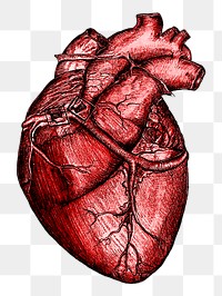 Realistic heart png sticker, medical illustration, transparent background