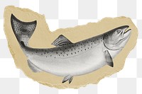 Trout fish png sticker, ripped paper on transparent background