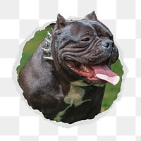 Bulldog png sticker, animal photo in ripped paper badge, transparent background