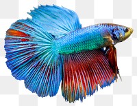 Siamese fighting fish png sticker, animal image, transparent background