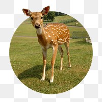 Deer png sticker, animal photo, transparent background