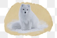 Arctic fox png sticker, ripped paper, transparent background